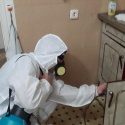 Дезинфекция от муравьев в квартире в Лесных Полянах